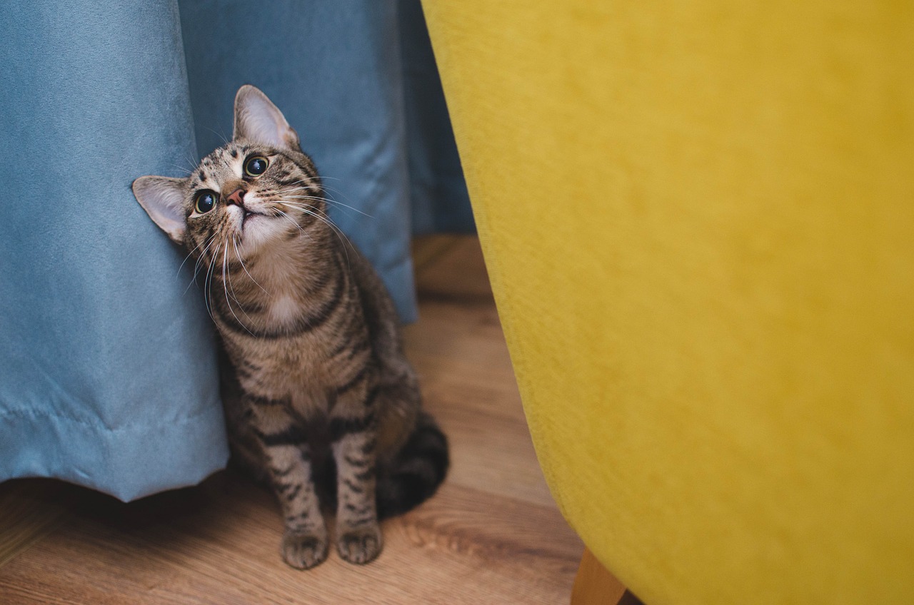 How to Train Your Cat to Use the Litter Box